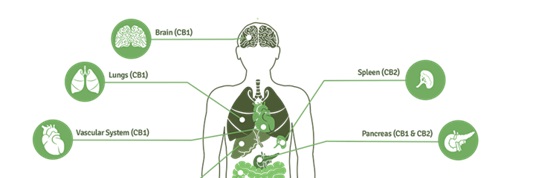 Using cannabis oil in prostate cancer patients