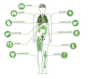 Enfermeria Urologica El Uso De Cannabis En Pacientes Con Cancer